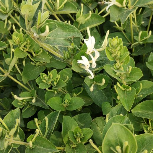 巨鹿县燕飞金银花