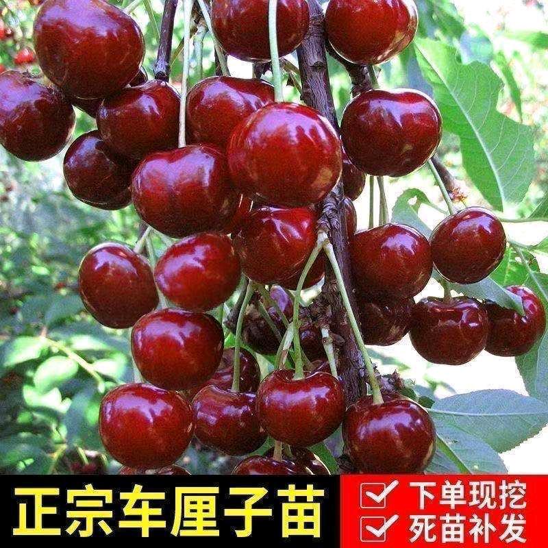 田哥