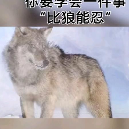 阿伟哥（歌声里的故事）