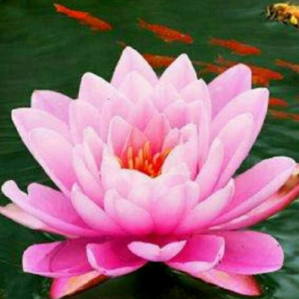 清水芙蓉（朱云兰）