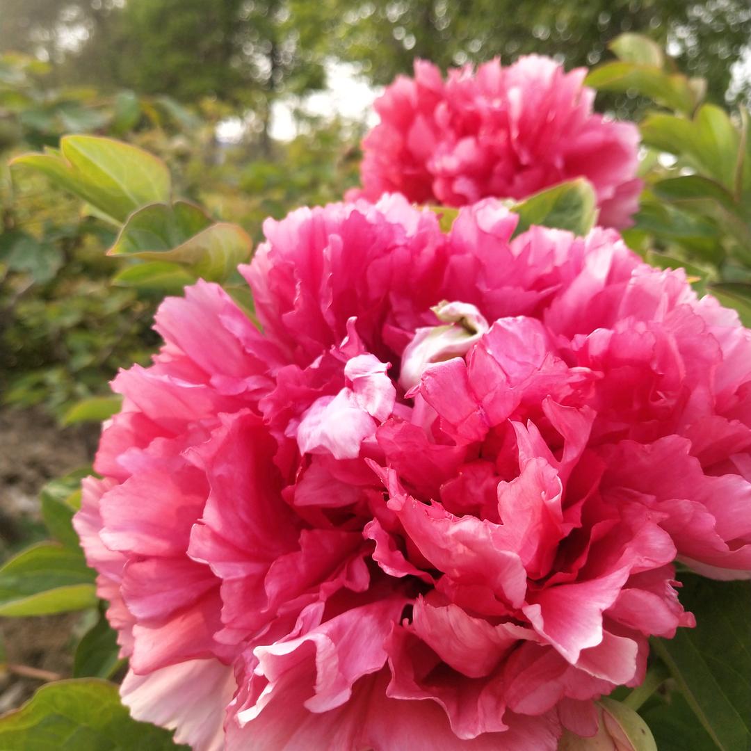 菏泽墨子牡丹，芍药