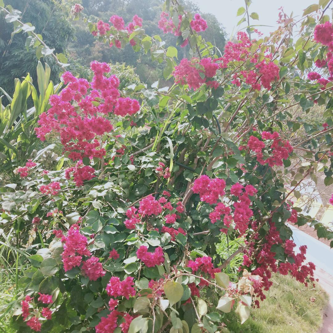 惟愿