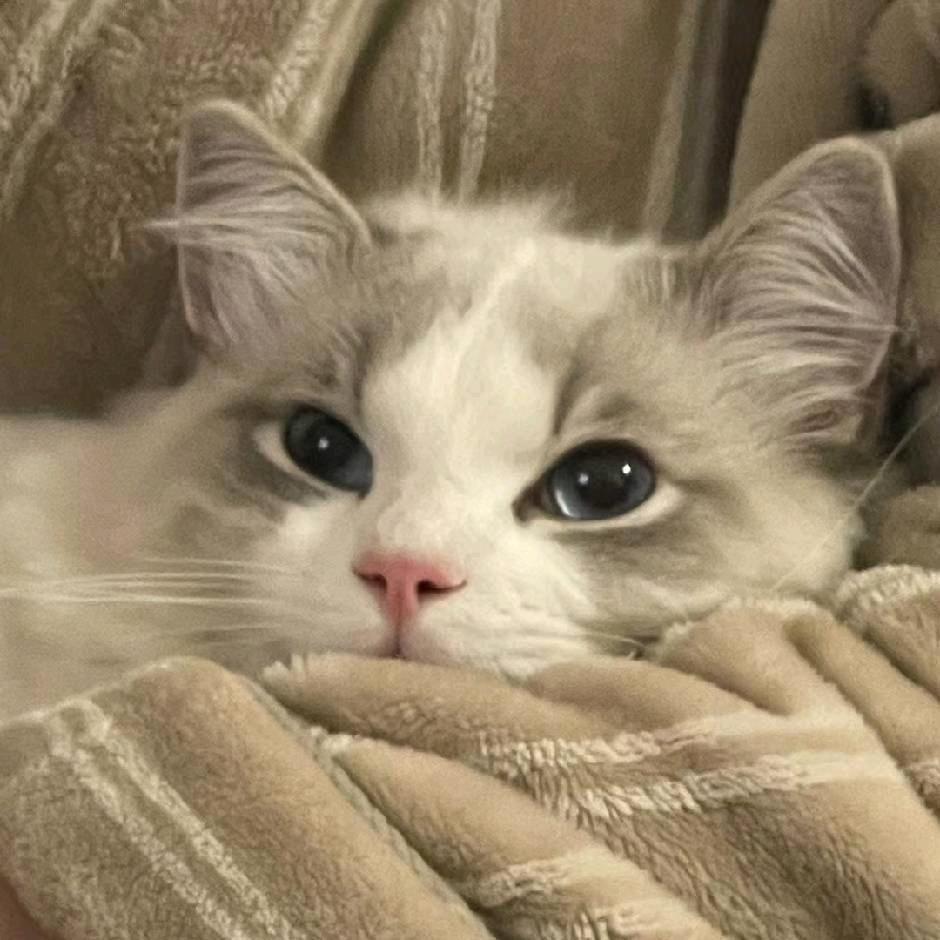 四猫