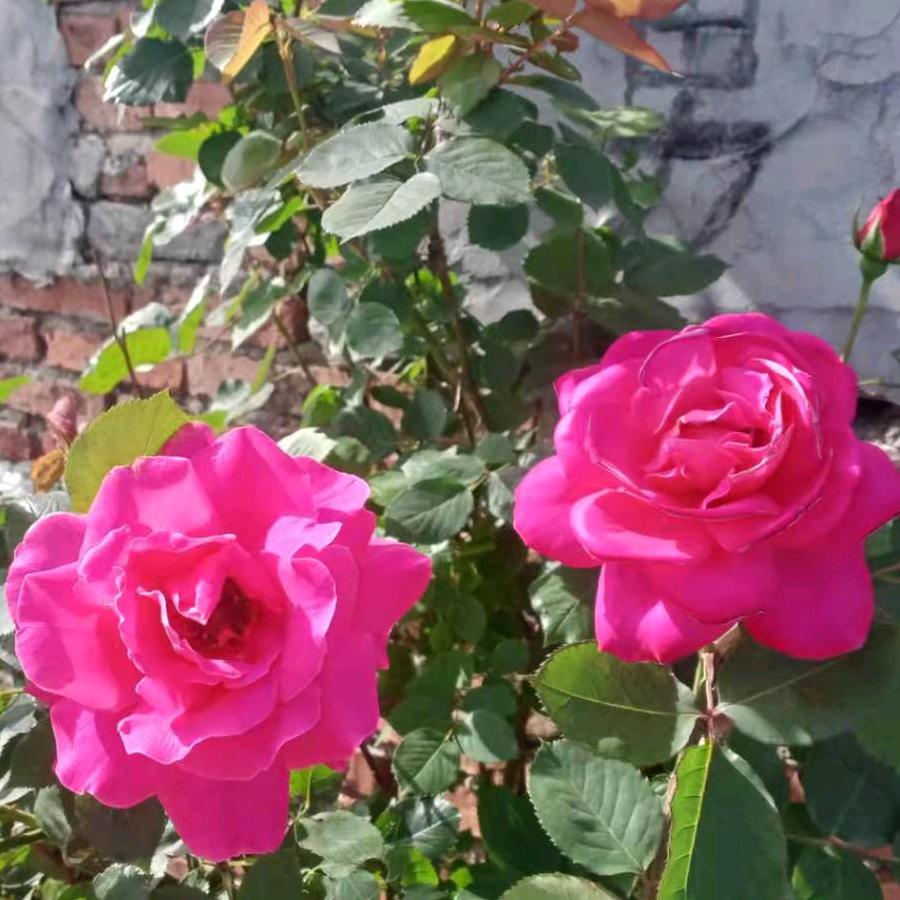 代家千金二小姐