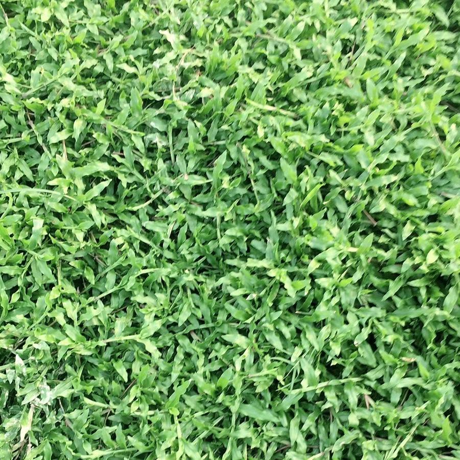 汇鑫草业