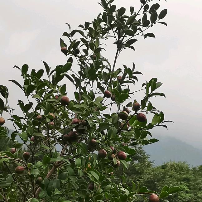 益哥农产品（张岭榨油坊）