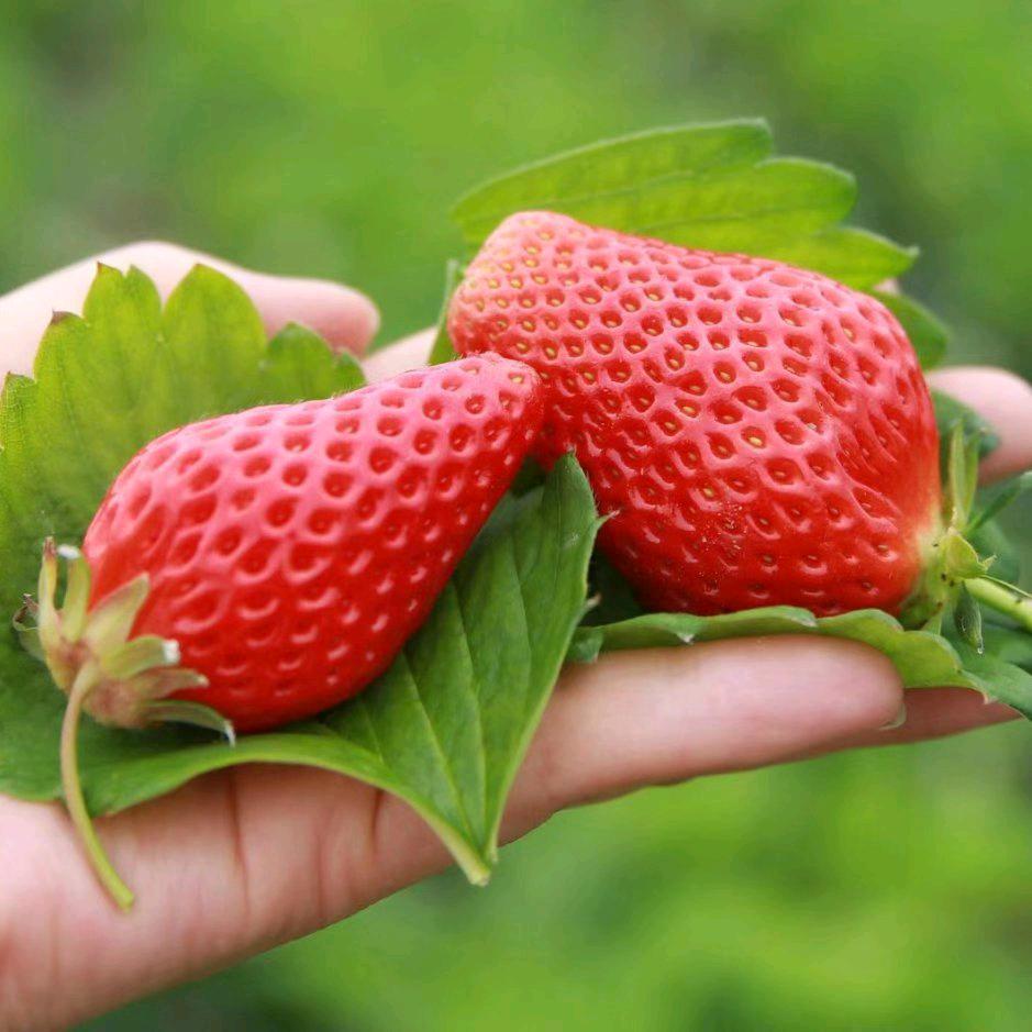 小陈草莓瓜果采摘园