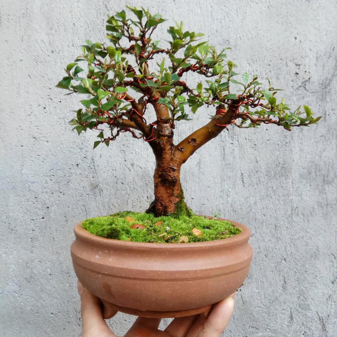 花语人生