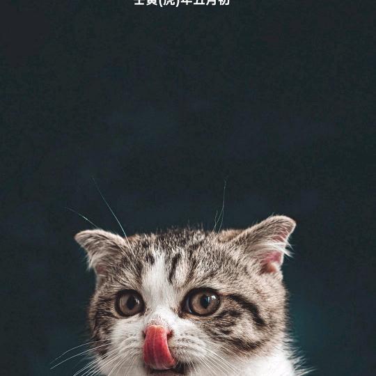 三毛哥