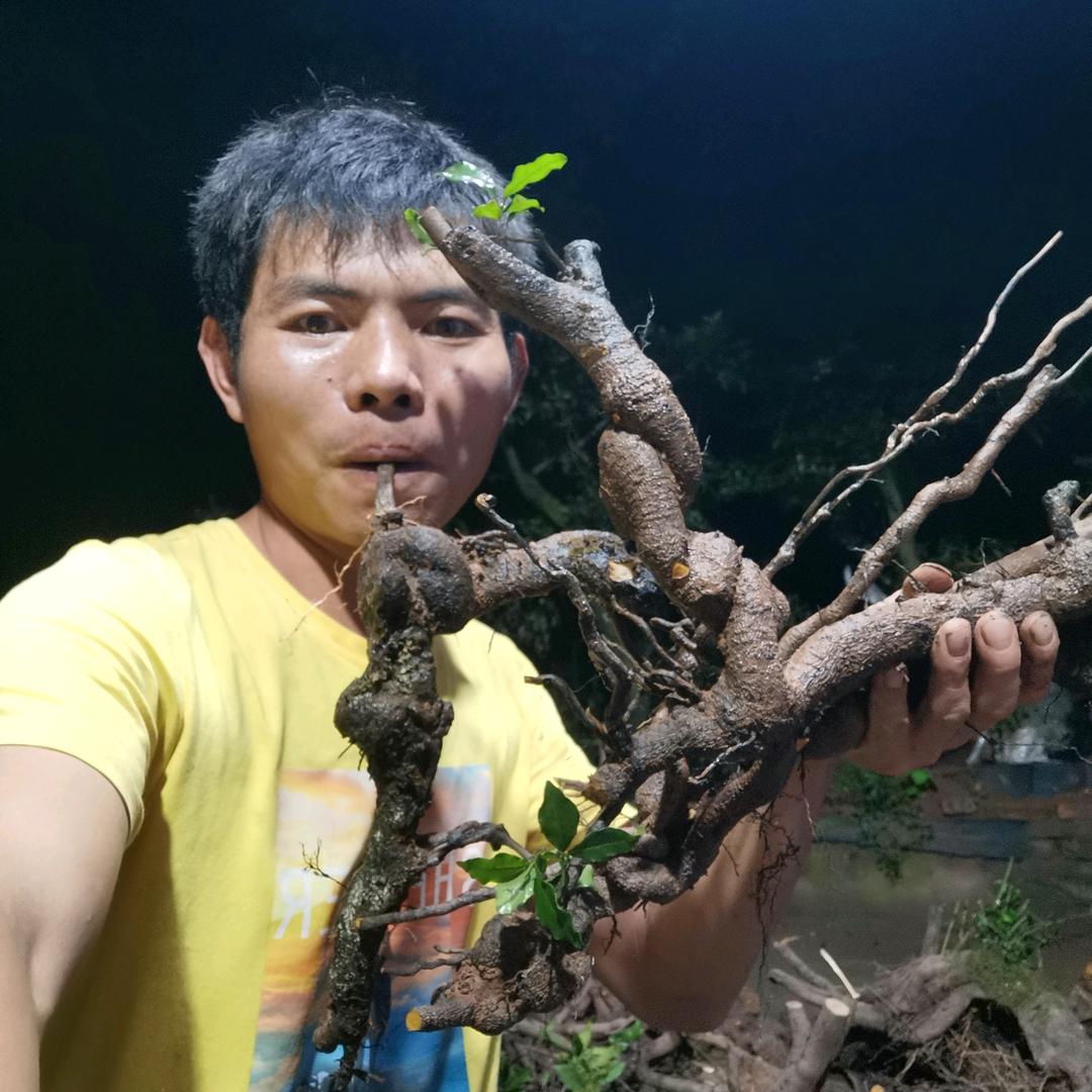 周益百金弹子