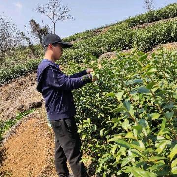回山龙井茶农小陈