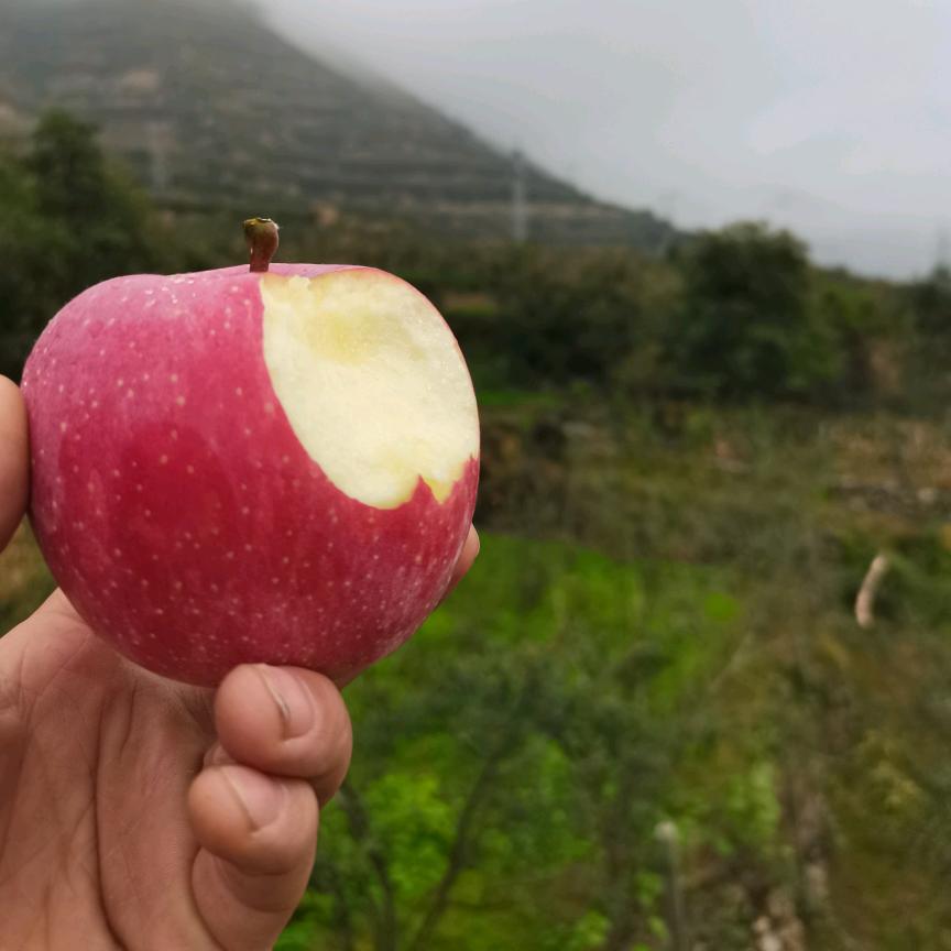 @国国的凤阁岭苹果