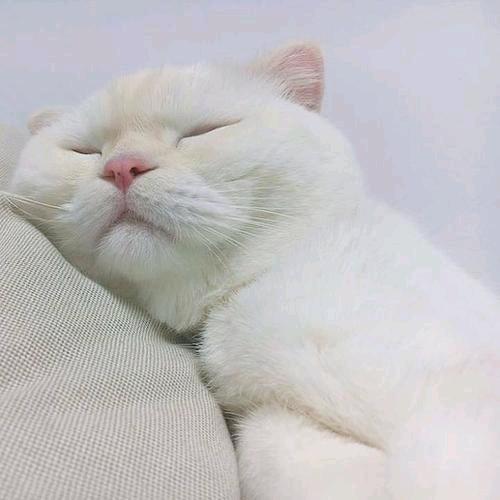ꦼꦁ余͚笙͚࿐