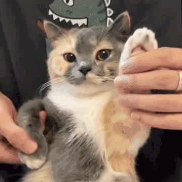 林泊一