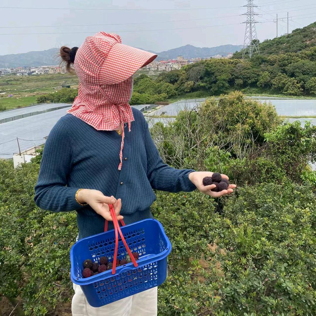 浮宫羡姐家杨梅