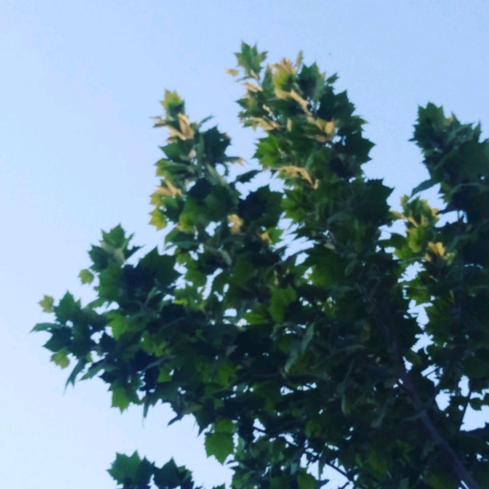 随人愿
