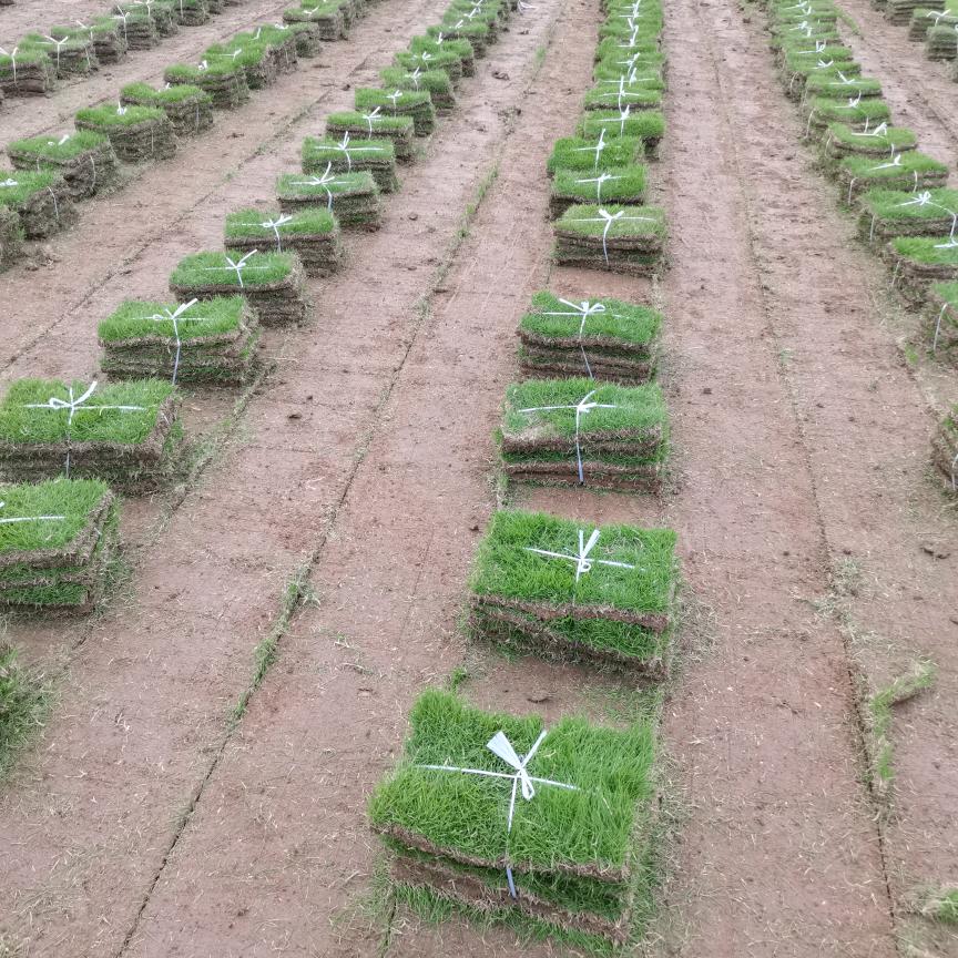 滁州市南谯区，基地，草坪，麦冬草