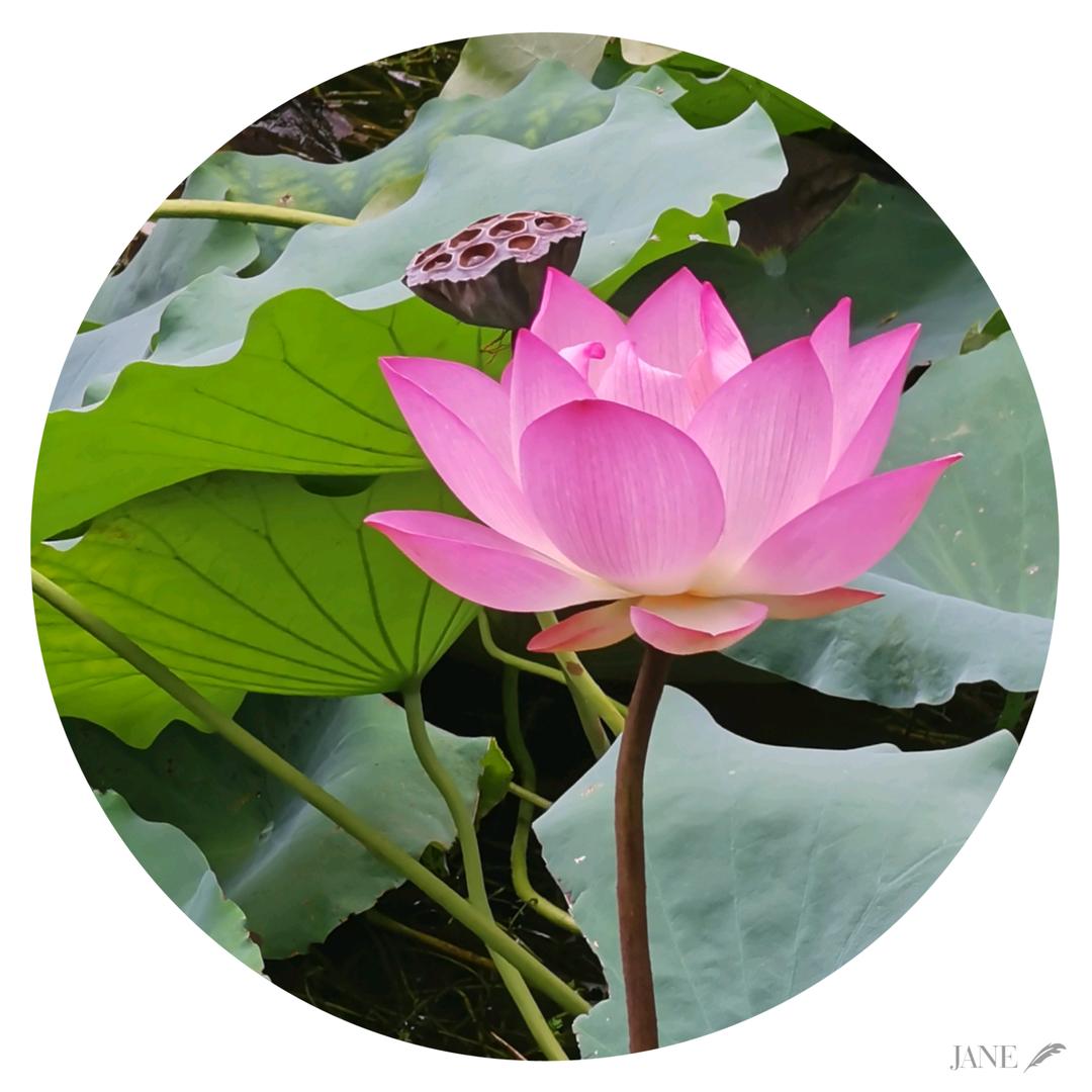 宝莲