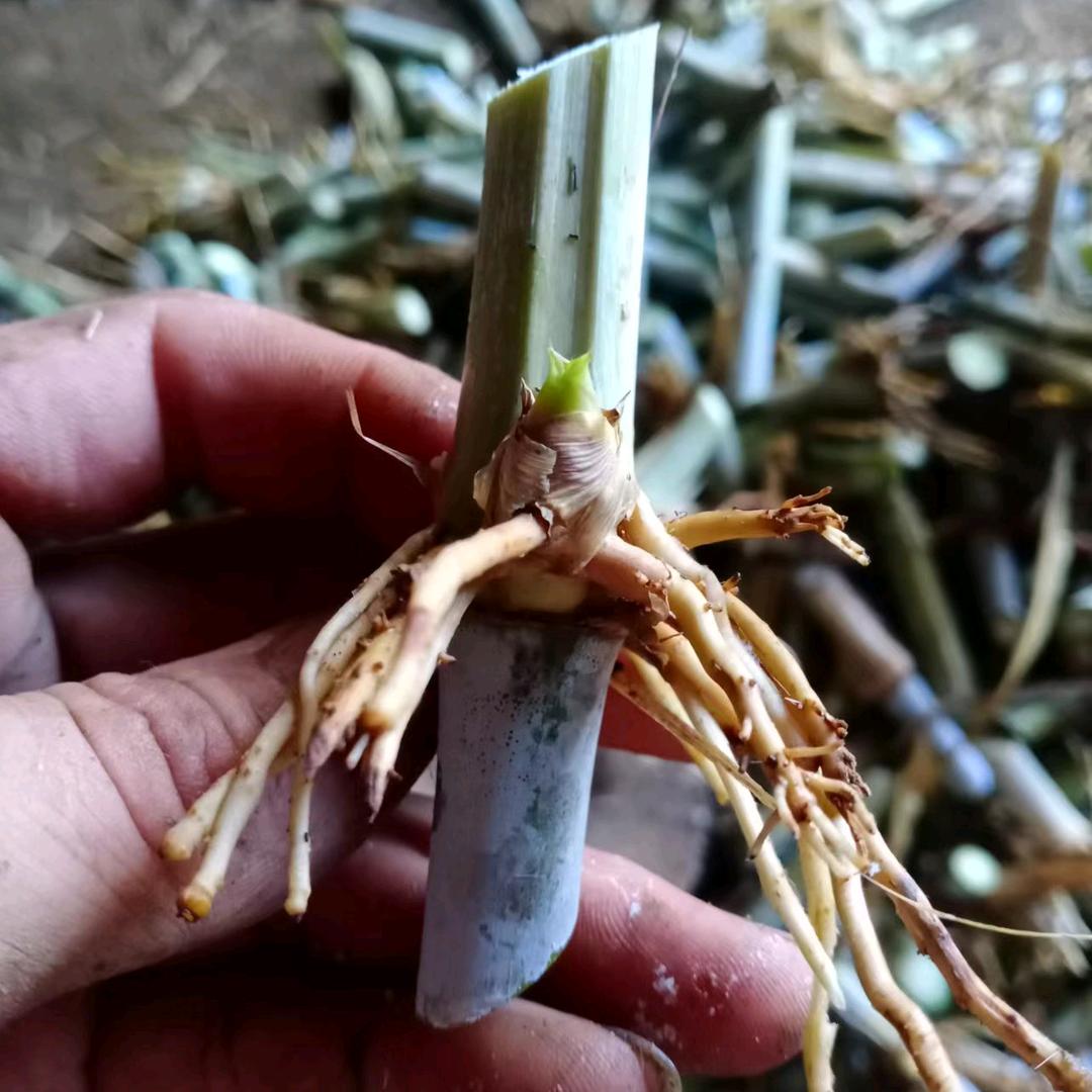 贵州普安县诗嫣农产品百货