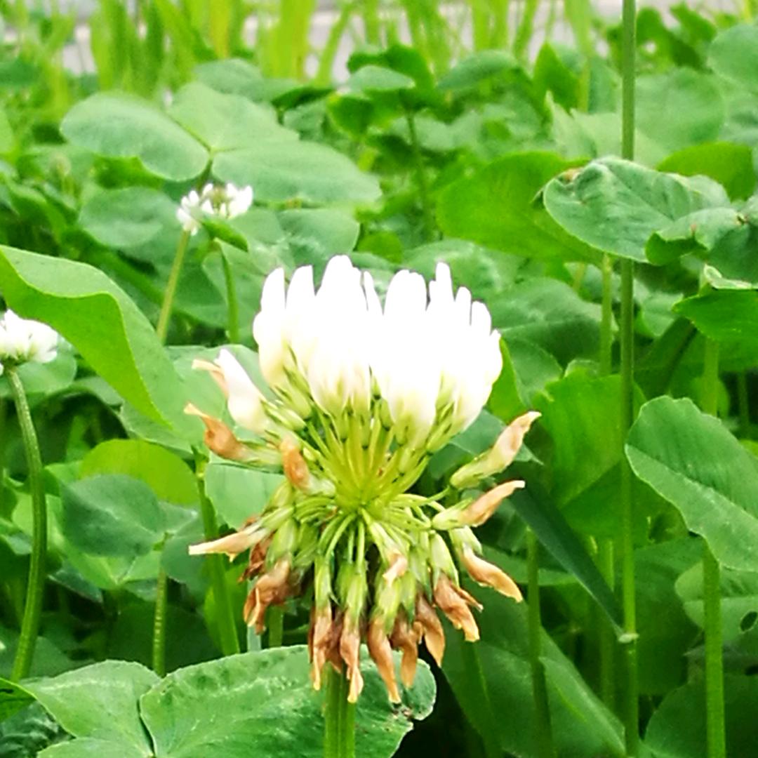 珍珠
