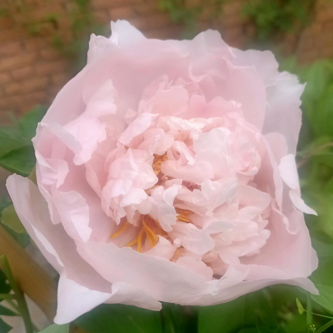 用户520648240海棠依旧