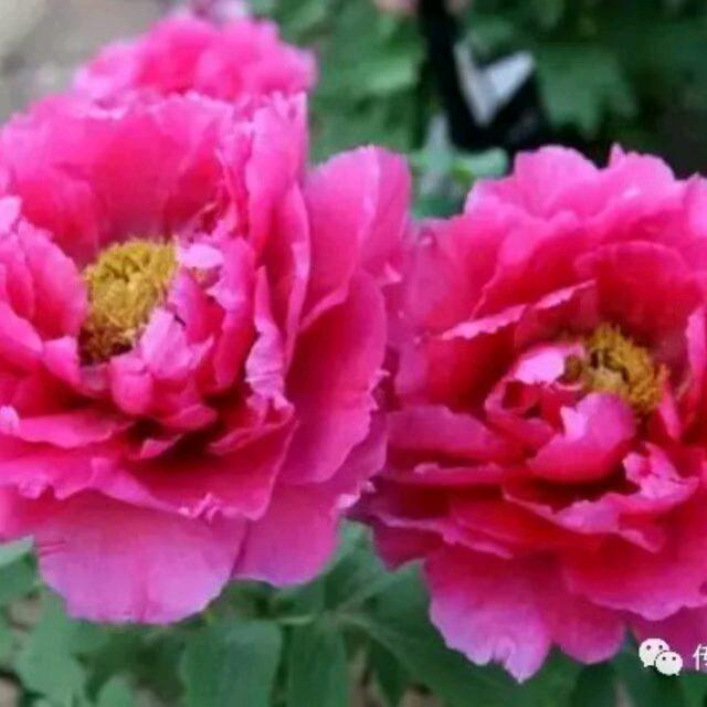 🌹红姐🌹