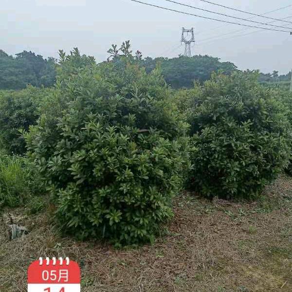 江西专业精品苗