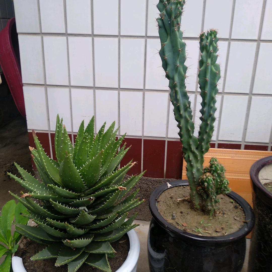 福