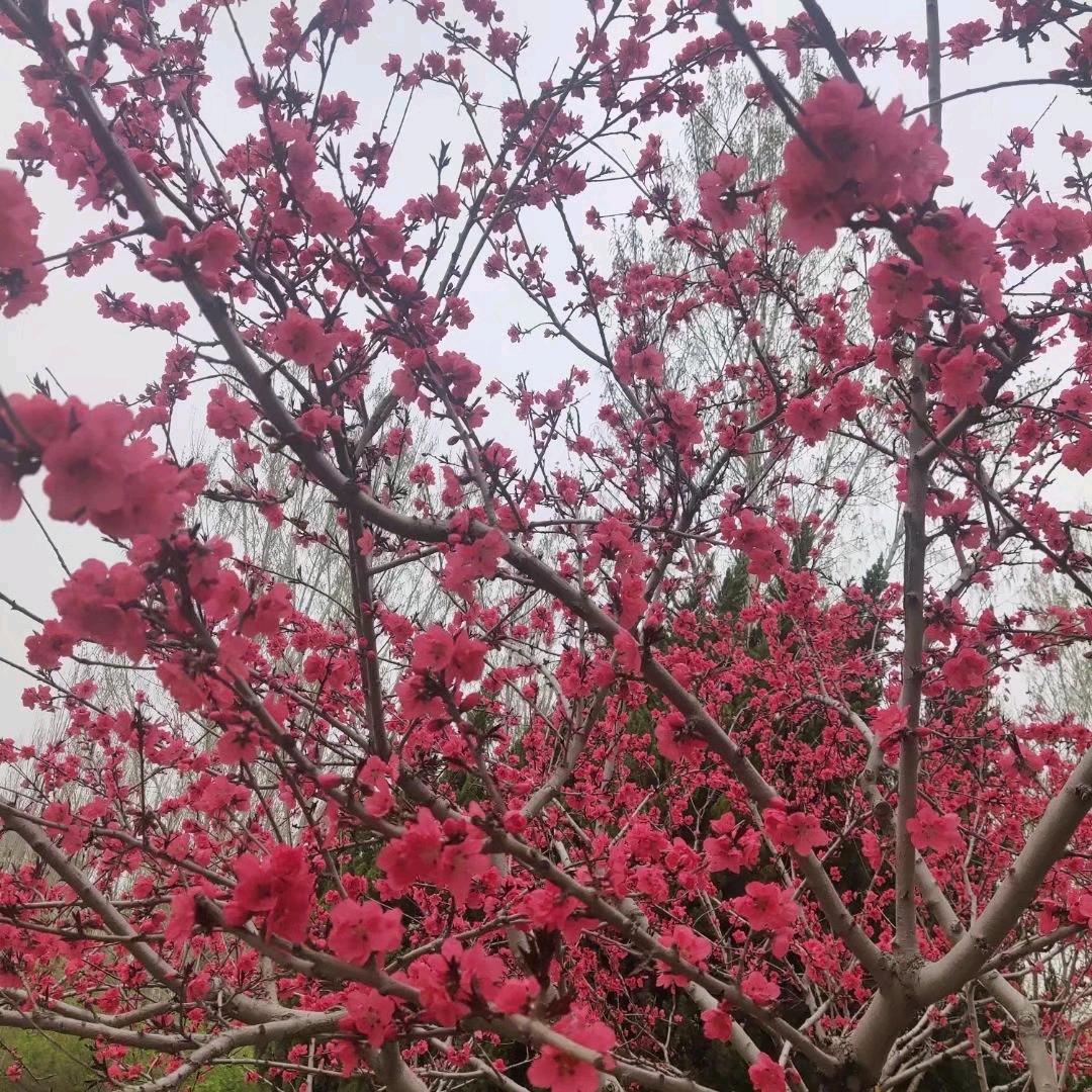 雪中寒梅