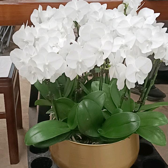 丘山鱼日白水