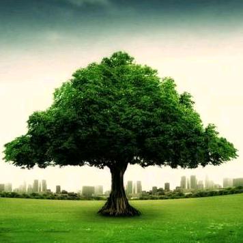 🌈🌈🌈树大招风