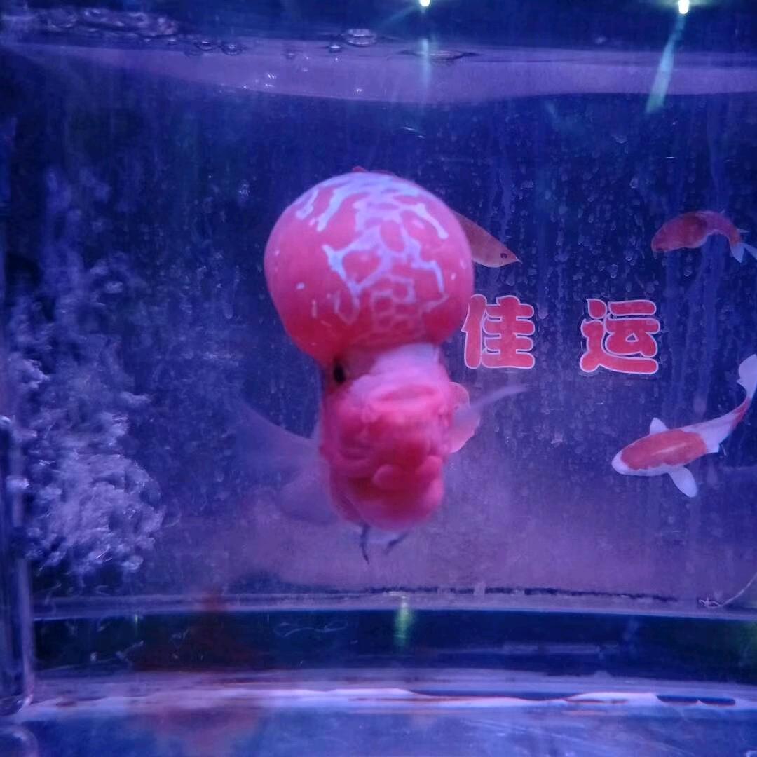 北京晟飞  水电  家电  维修  装修