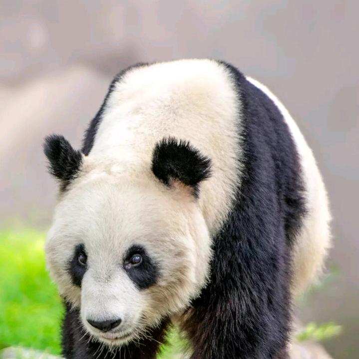黄荣发