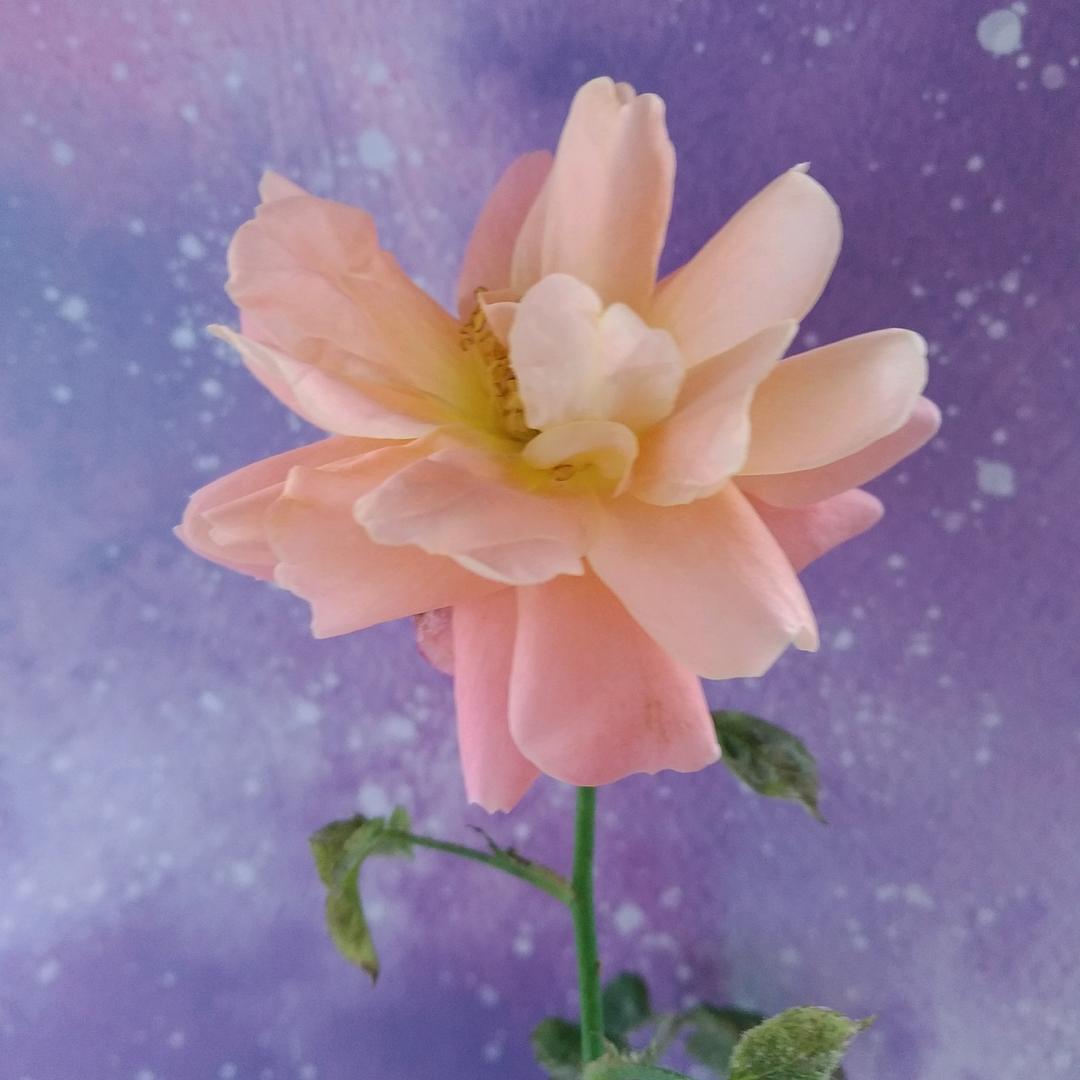 5月