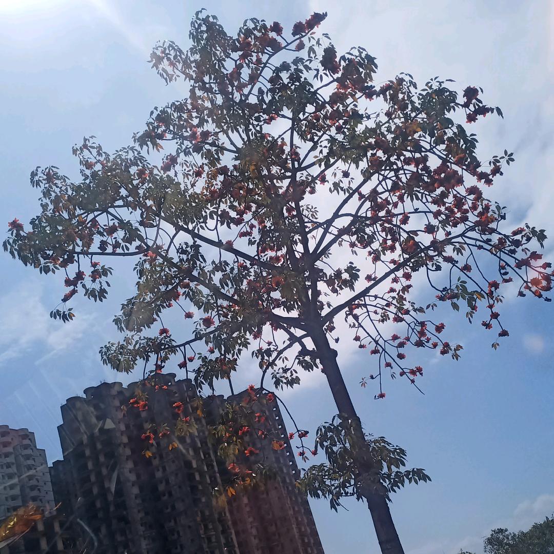 花无语