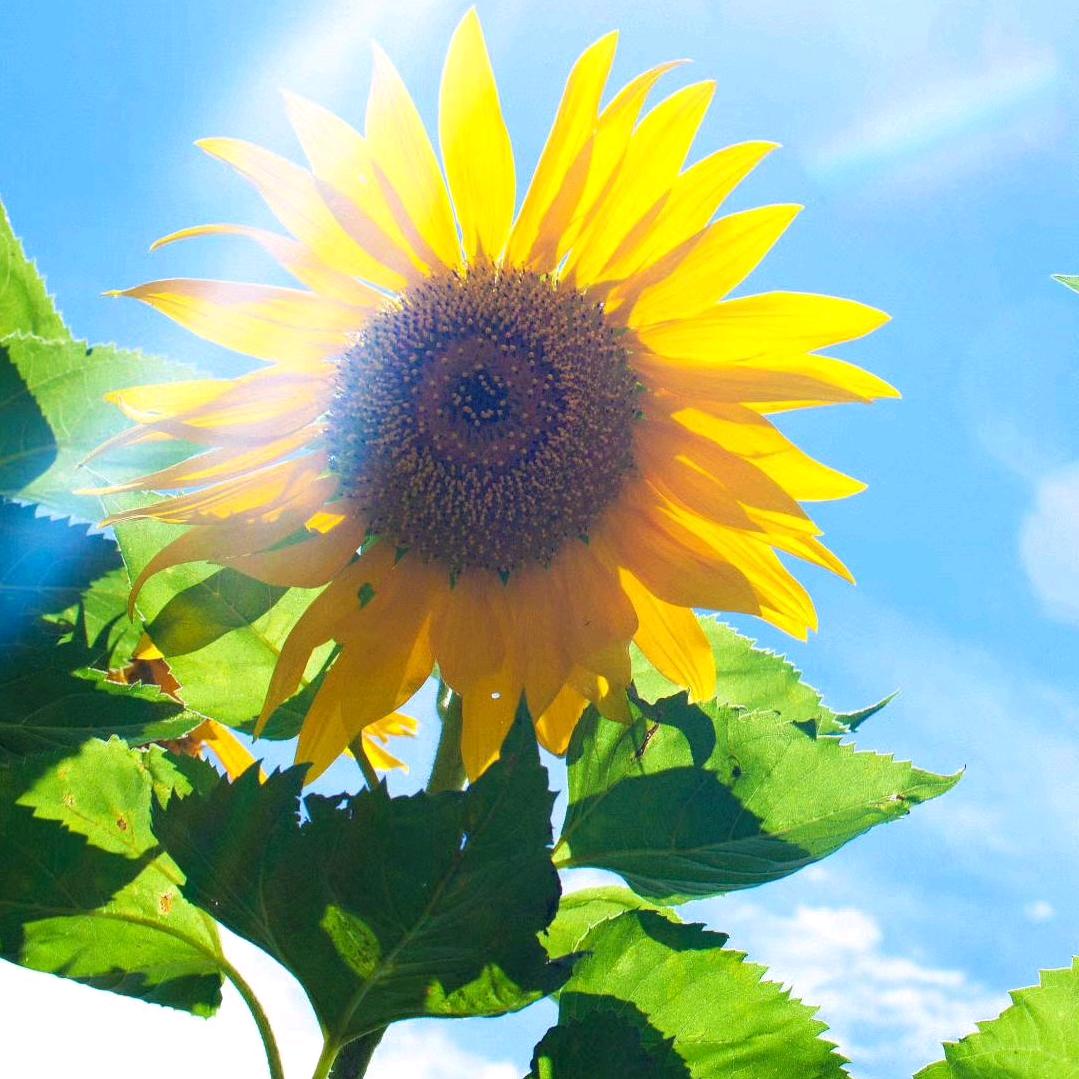 晓春🌻