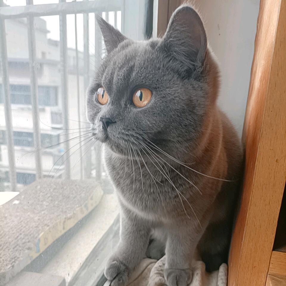 奕科创意小铺子