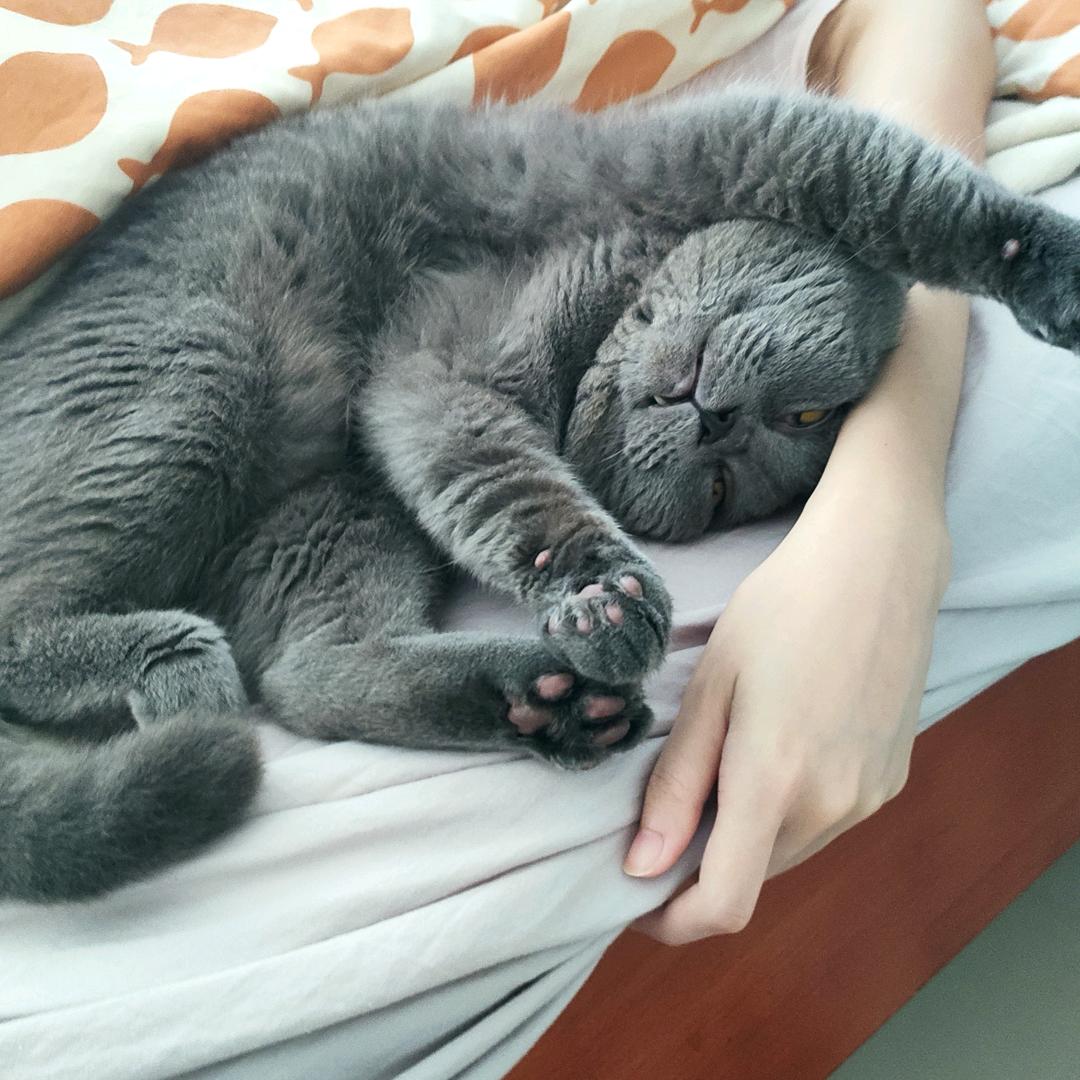 糯糯是只猫