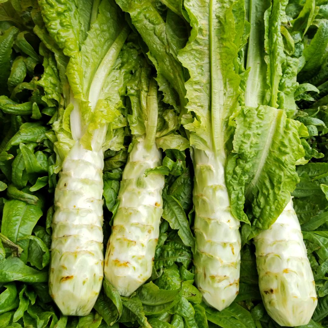 李楹娟绿色蔬菜