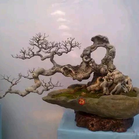 （闽南红）方水道
