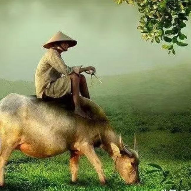 行行摄摄