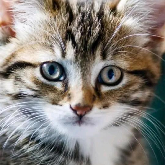 玖命无敌猫