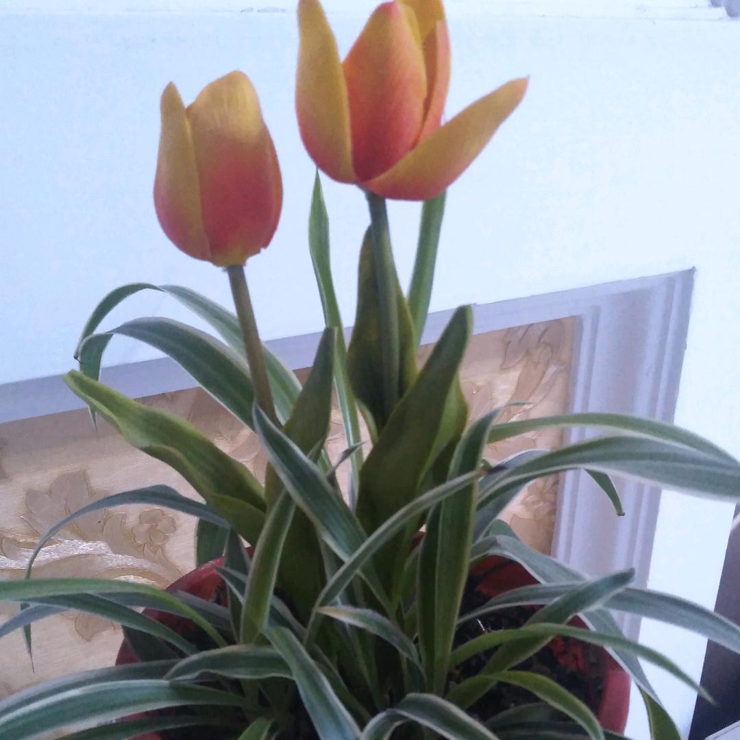 寿县专业美缝一砖一色。张克勤