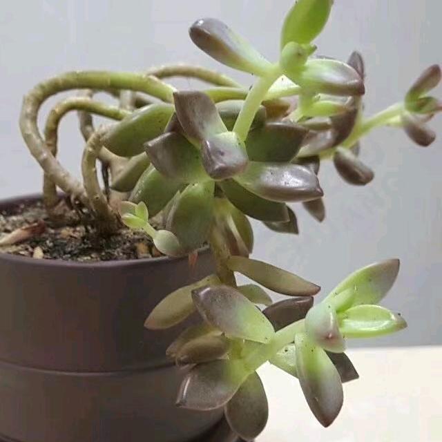 小先生