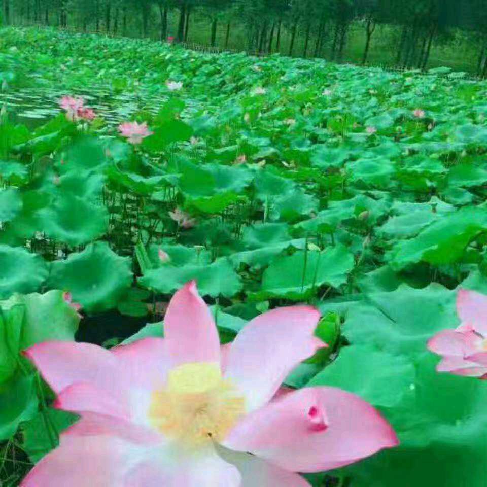 爱情公寓