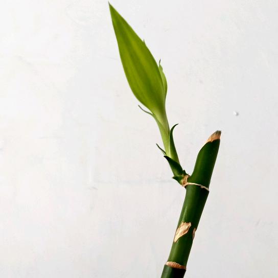 成果