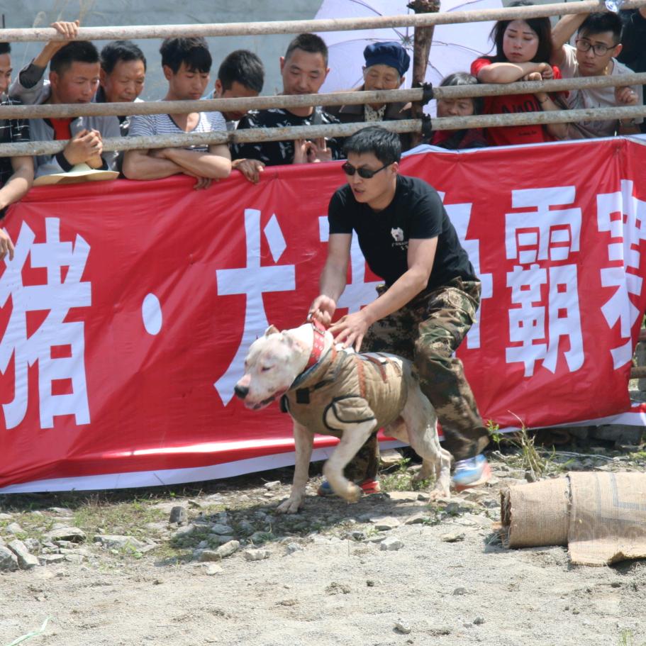 王朝♥盛世