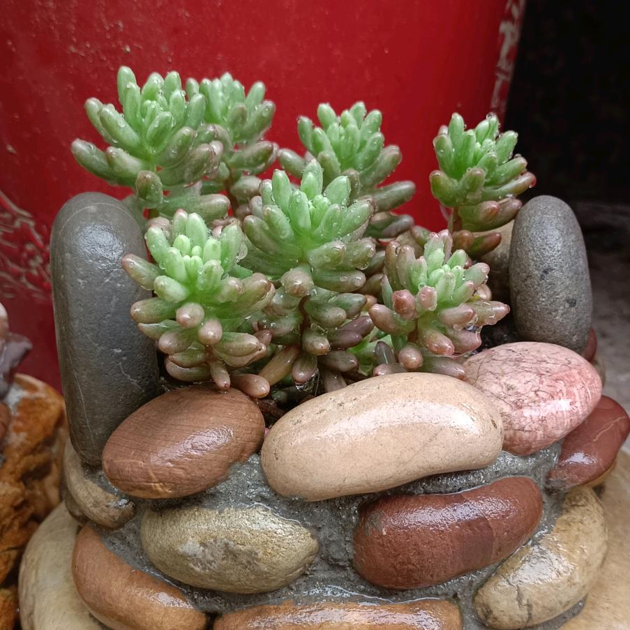花街♬口琴哥