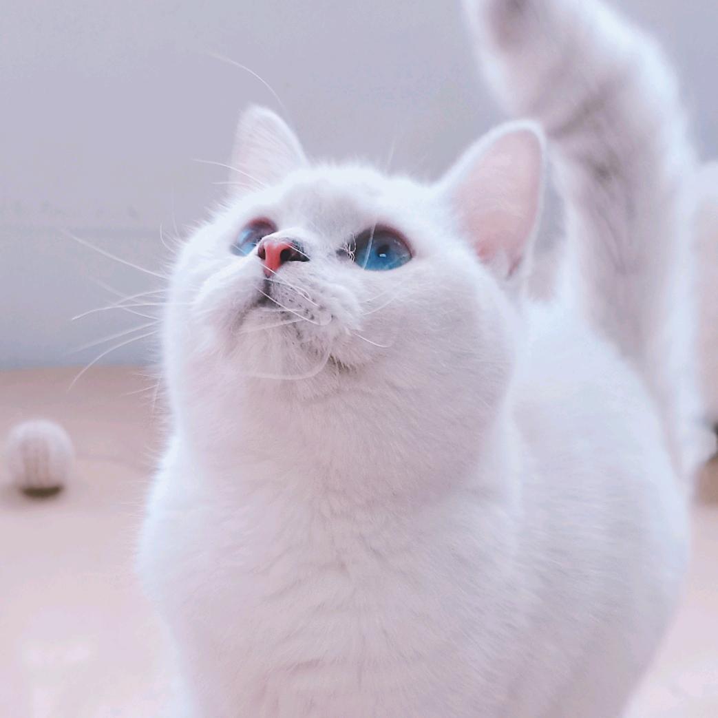 花花是只美短虎斑（日常）