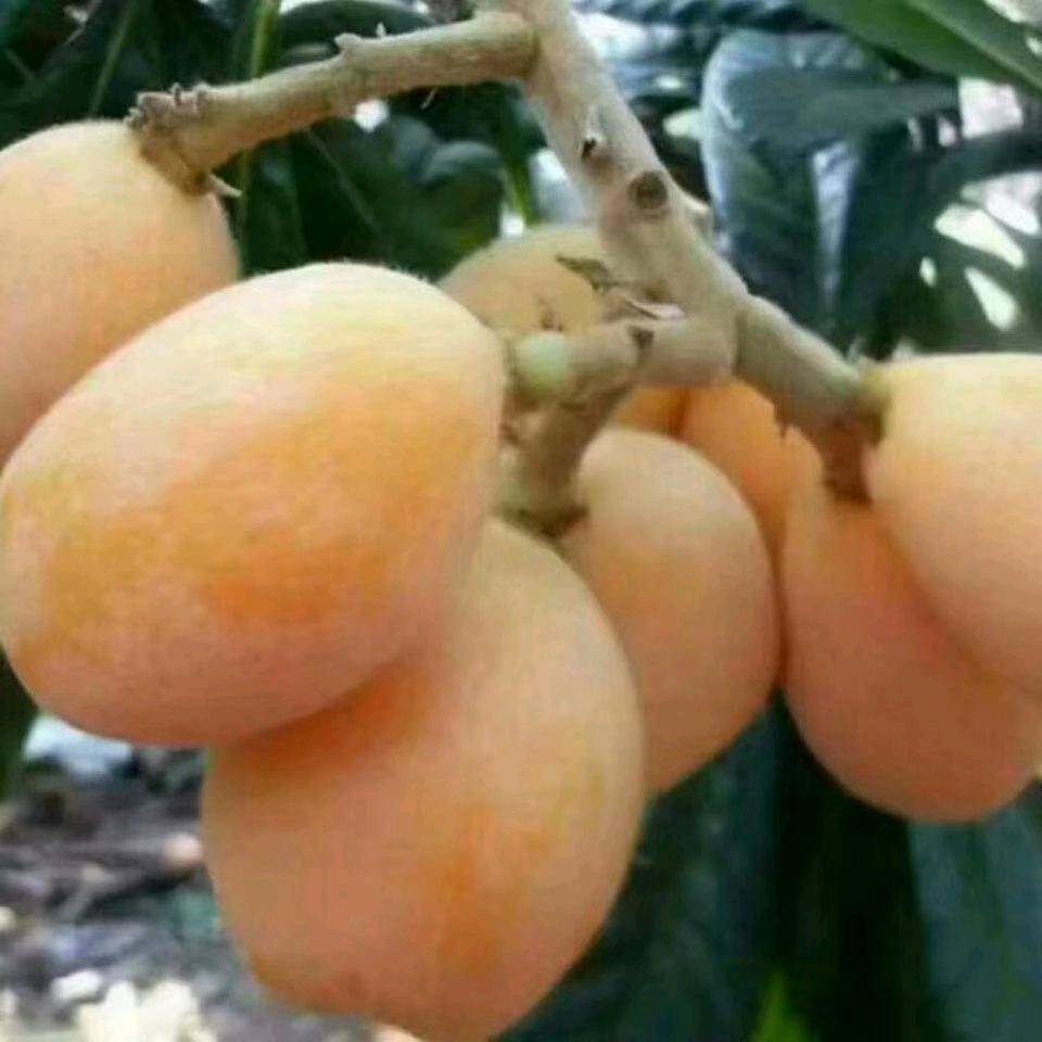 果乐惠
